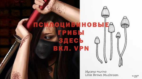стаф Алзамай